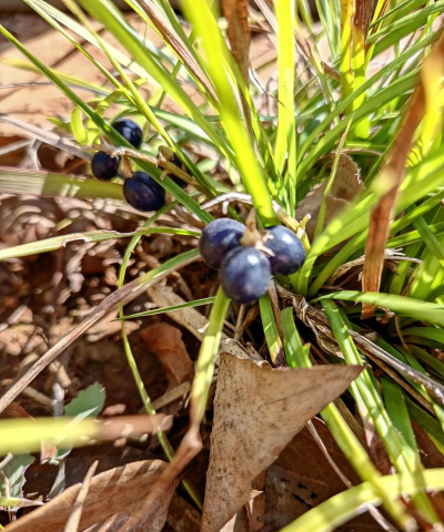 麦冬草果实叫什么名