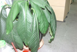 绿霸王叶子下垂怎么养