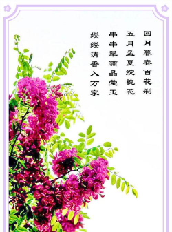 香花槐花语是什么意思