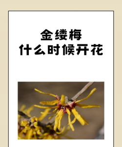 金缕梅什么时候开花