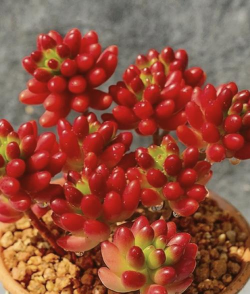 多肉虹之玉怎么拼盘 多肉虹之玉怎么拼盘