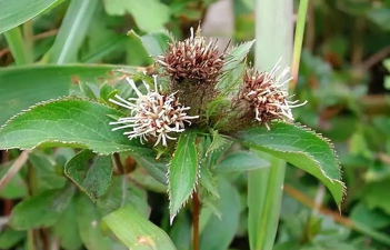 苍术的花是什么样子