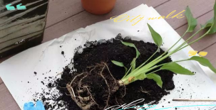 家庭养花用生根粉