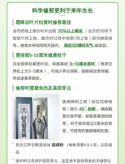 芍药冬天什么时候剪枝好