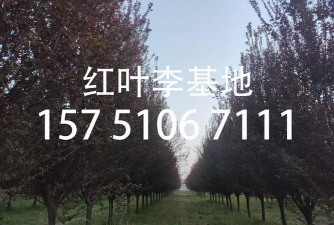 红叶李花期是什么时候