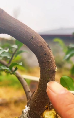 粗树干弯曲怎么做