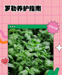 罗勒如何养护