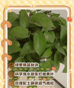 绿罗兰水培育怎么养