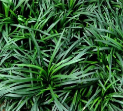 土麦冬叶在山东叫什么