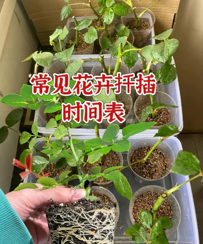 家庭养花用生根粉