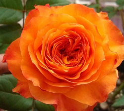 橙色的月季花叫什么