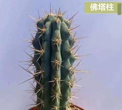 仙人科什么品种刺长得多
