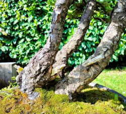 欧洲杉如何浇水