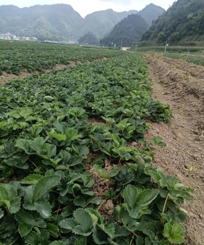 大果四季草莓丰产高效栽培技术