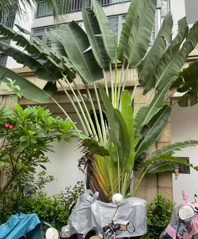 旅人蕉如何养殖