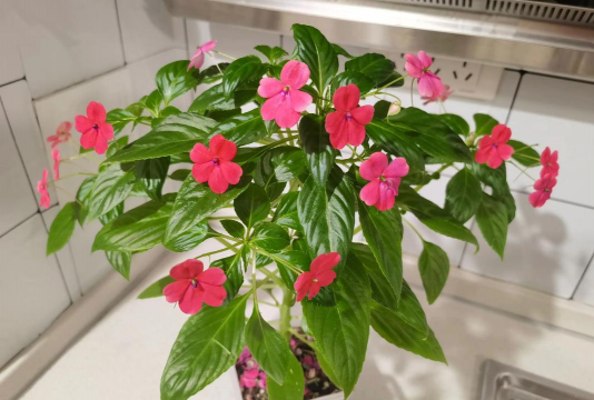 家庭养花用生根粉