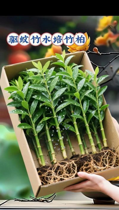 家庭养花用生根粉