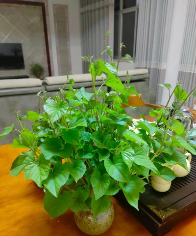 家庭养花用生根粉