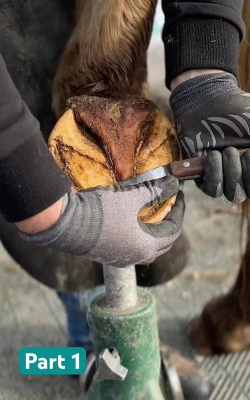 马蹄角如何剪枝