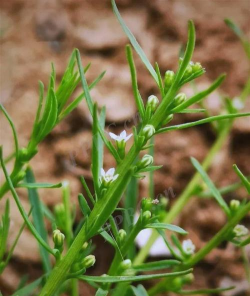 百蕊草开什么花