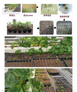 脱毒草莓栽培特点 脱毒草莓栽培特点