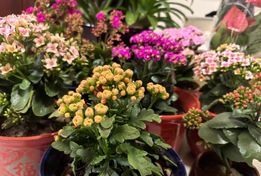 家庭养花用生根粉