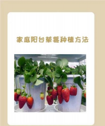 怎样使大棚草莓高产稳产