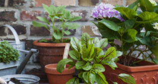 家庭养花用生根粉