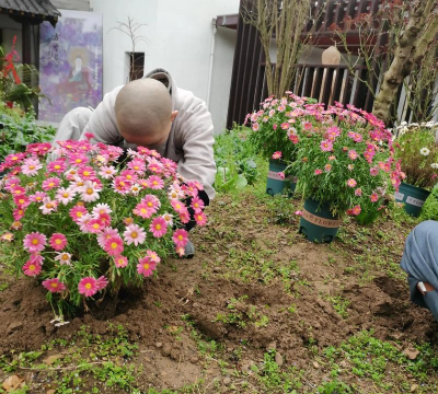 家庭养花用生根粉