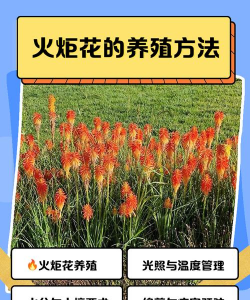 火炬花如何养