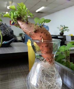 家庭养花用生根粉