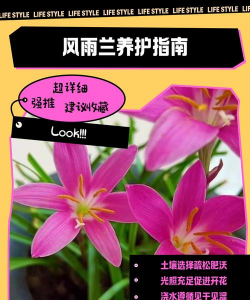 普通风雨兰怎么养