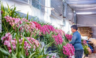 家庭养花用生根粉