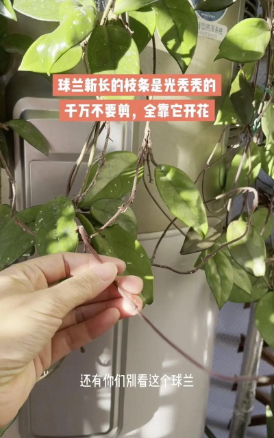 球兰开完花怎么处理