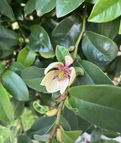 含笑树是国家的什么植物