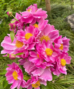 芍药是什么样子