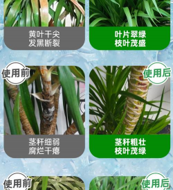 家庭养花用生根粉