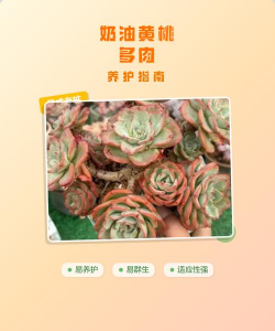 多肉黄桃怎么繁殖