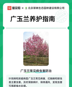 广玉兰如何养护