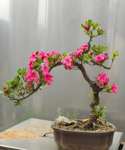 杜鹃花什么时候造型