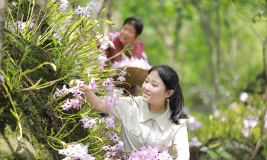 家庭养花用生根粉
