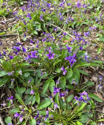什么季节的紫花地丁最好