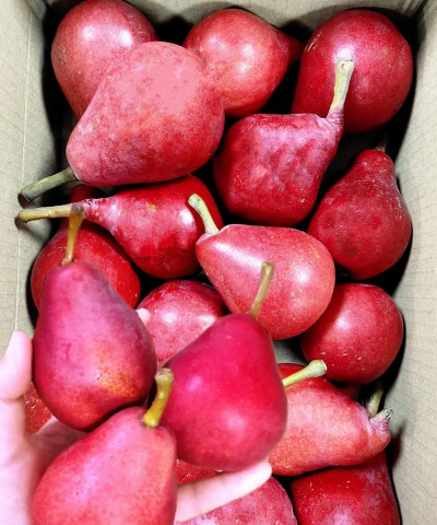 红啤梨花的颜色是什么