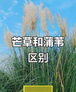 蒲苇和芒怎么区分