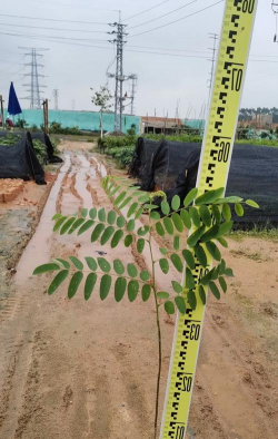 任豆的利用价值与造林技术