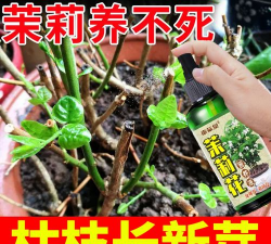 家庭养花用生根粉