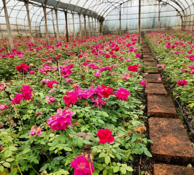 食用墨红什么时候开花