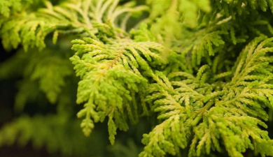 新植桧柏为什么会发黄