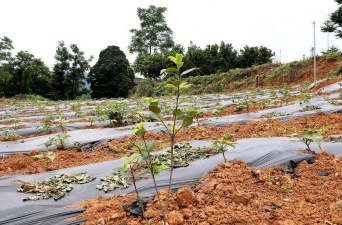 油茶幼林六月管理技术