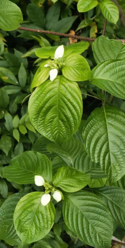 大叶子带白点是什么花